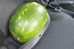 melone